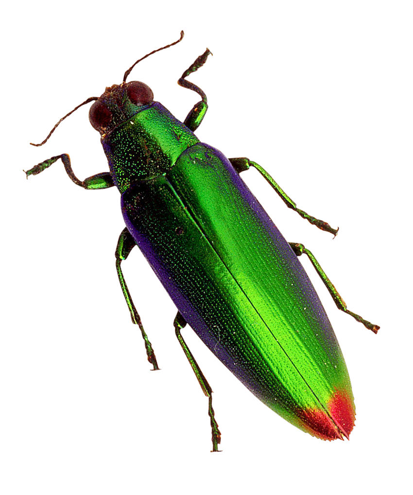 Fly Beetle Spanish Free PNG HQ Transparent PNG Image