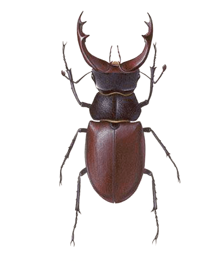 Stag Beetle Free Transparent Image HD Transparent PNG Image