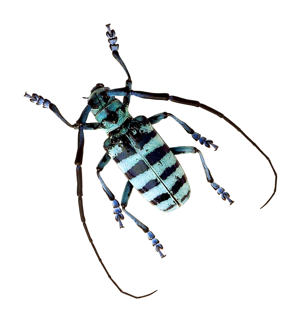 Longhorn Beetle Free Clipart HD Transparent PNG Image