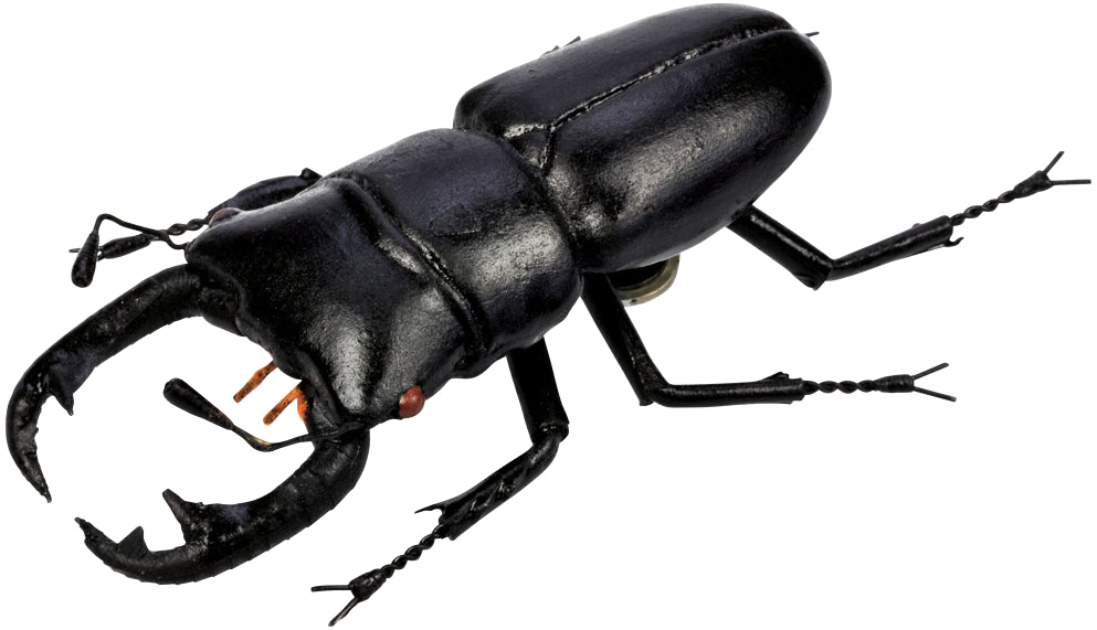 Polyphaga Beetle Free Download PNG HD Transparent PNG Image