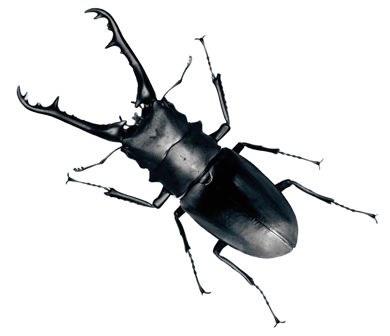 Real Beetle HD Image Free Transparent PNG Image