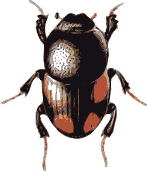 Beetle Picture Transparent PNG Image