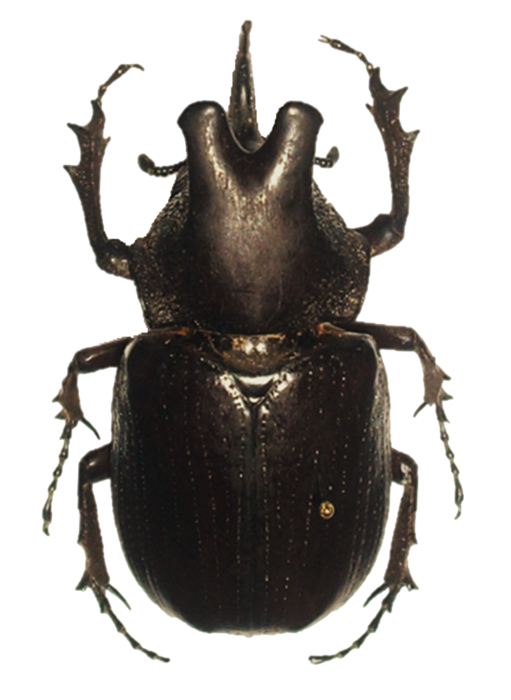 Beetle Png Hd Transparent PNG Image