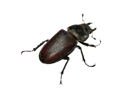 Beetle Png Clipart Transparent PNG Image