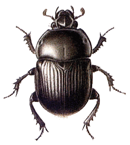 Beetle Png Transparent PNG Image