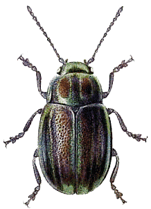 Beetle Png Image Transparent PNG Image