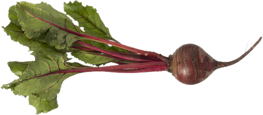 Beetroot Single Free Transparent Image HD Transparent PNG Image