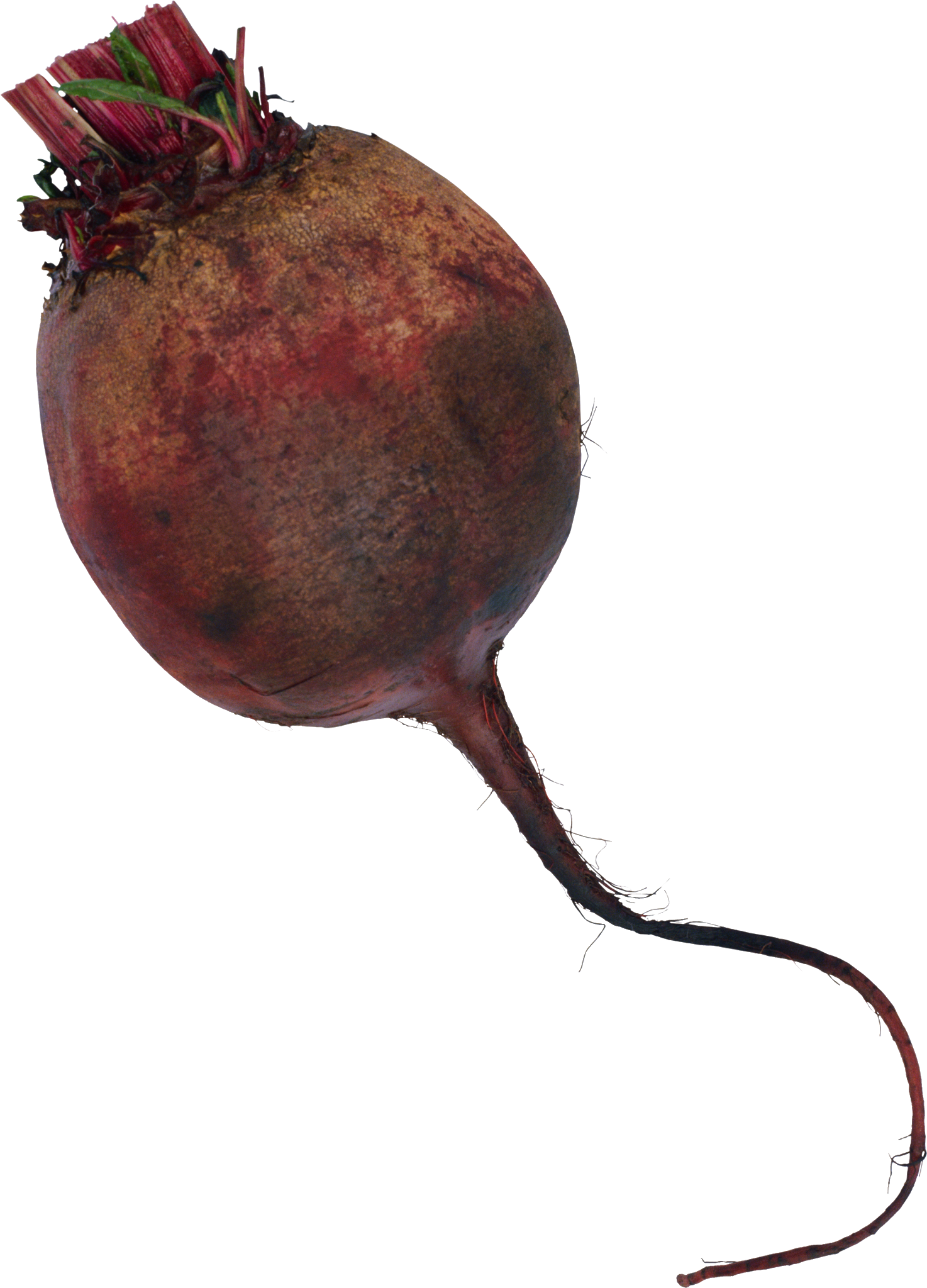 Beetroot Single PNG Image High Quality Transparent PNG Image