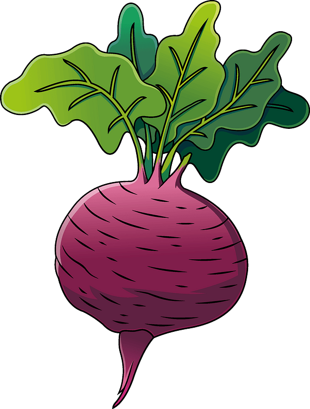 Beetroot Vector Free Clipart HD Transparent PNG Image