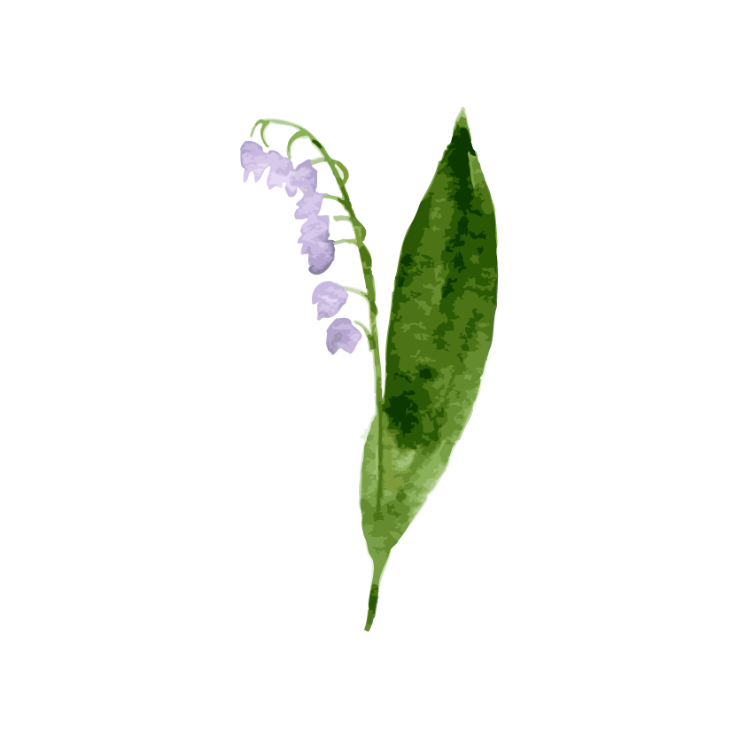 Bellflower Picture Transparent PNG Image