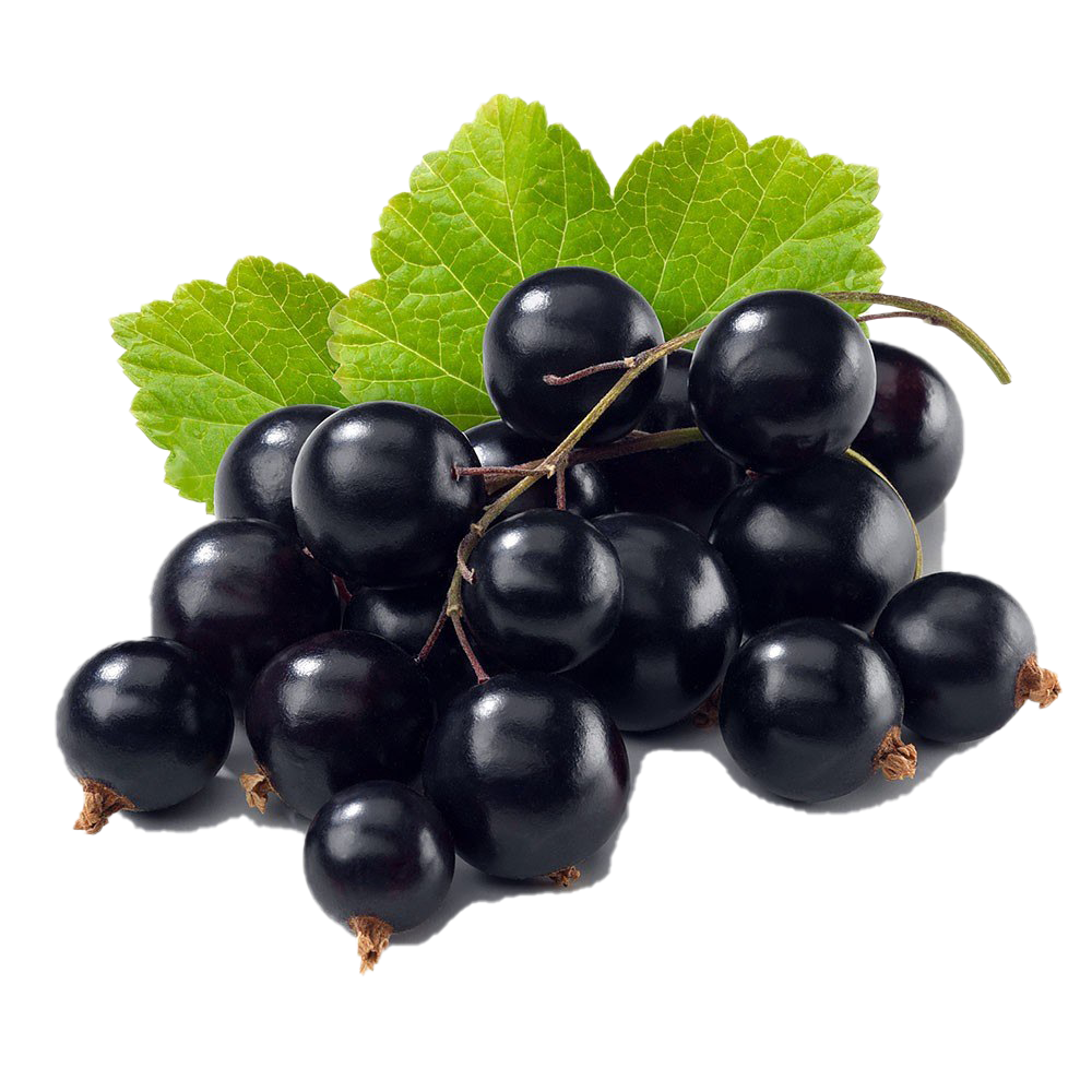 Currant Berries Black Bunch HQ Image Free Transparent PNG Image