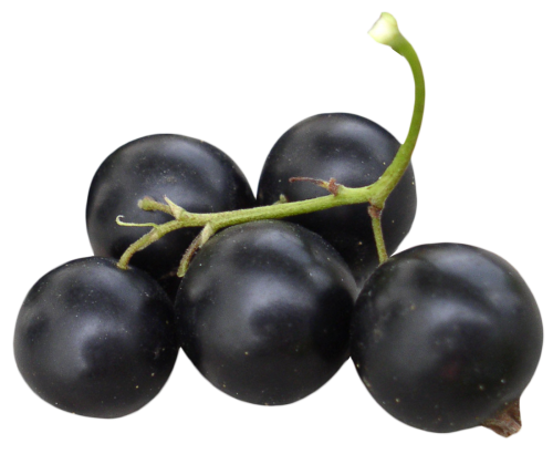 Sweet Currant Berries Black Free Transparent Image HD Transparent PNG Image