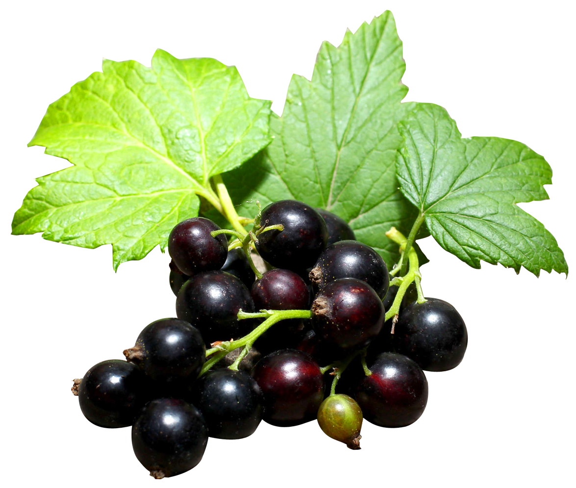 Black Currant Berries Organic Fresh Transparent PNG Image