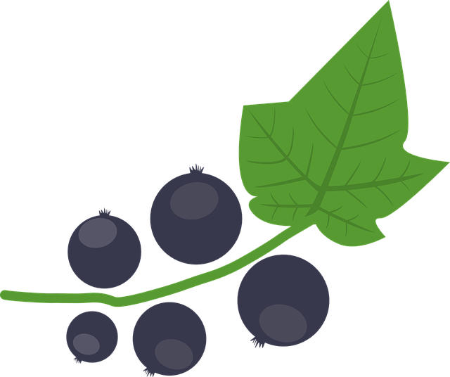 Currant Vector Black Berries Free Download PNG HQ Transparent PNG Image