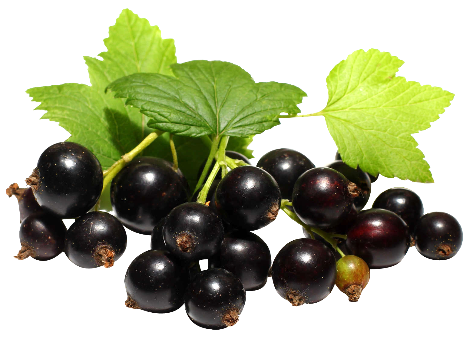 Currant Berries Black Bunch Free HD Image Transparent PNG Image