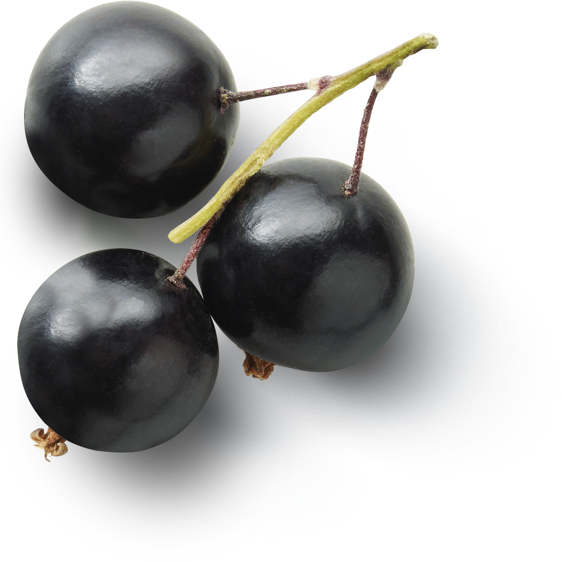 Currant Berries Black Fruit Free Transparent Image HQ Transparent PNG Image