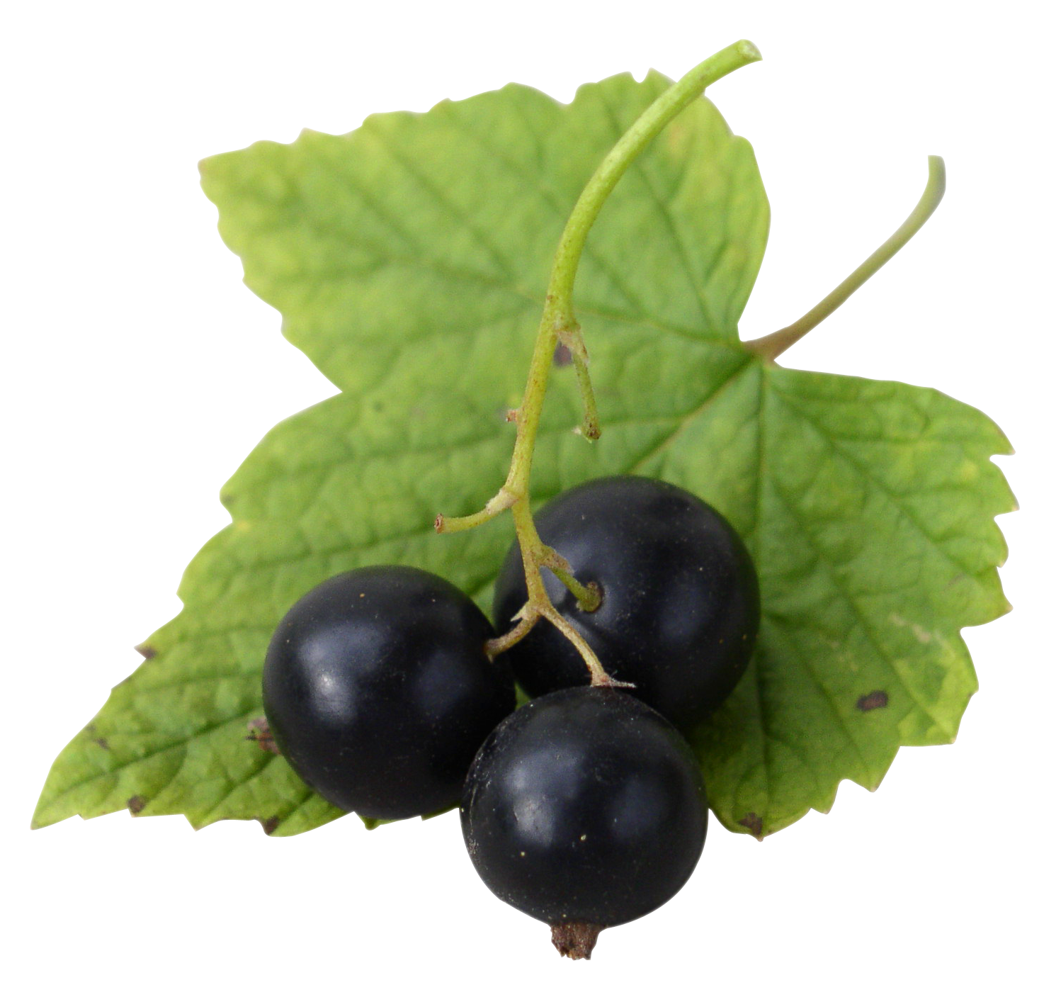 Currant Leaves Berries Black Download HD Transparent PNG Image