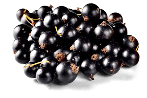 Currant Berries Black Free Transparent Image HD Transparent PNG Image