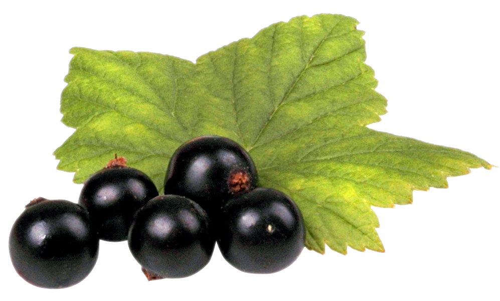 Fresh Currant Berries Organic Black Transparent PNG Image