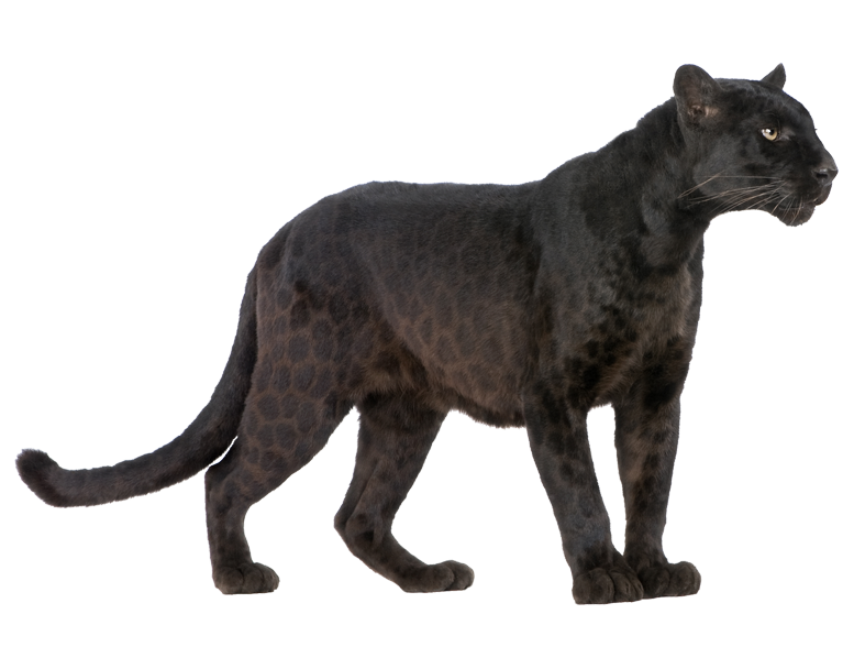 Jaguar Panther Royalty-Free Cougar Black Cheetah Transparent PNG Image