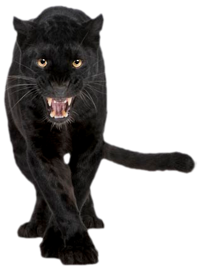 Jaguar Felidae Panther Cat Cougar Black Transparent PNG Image