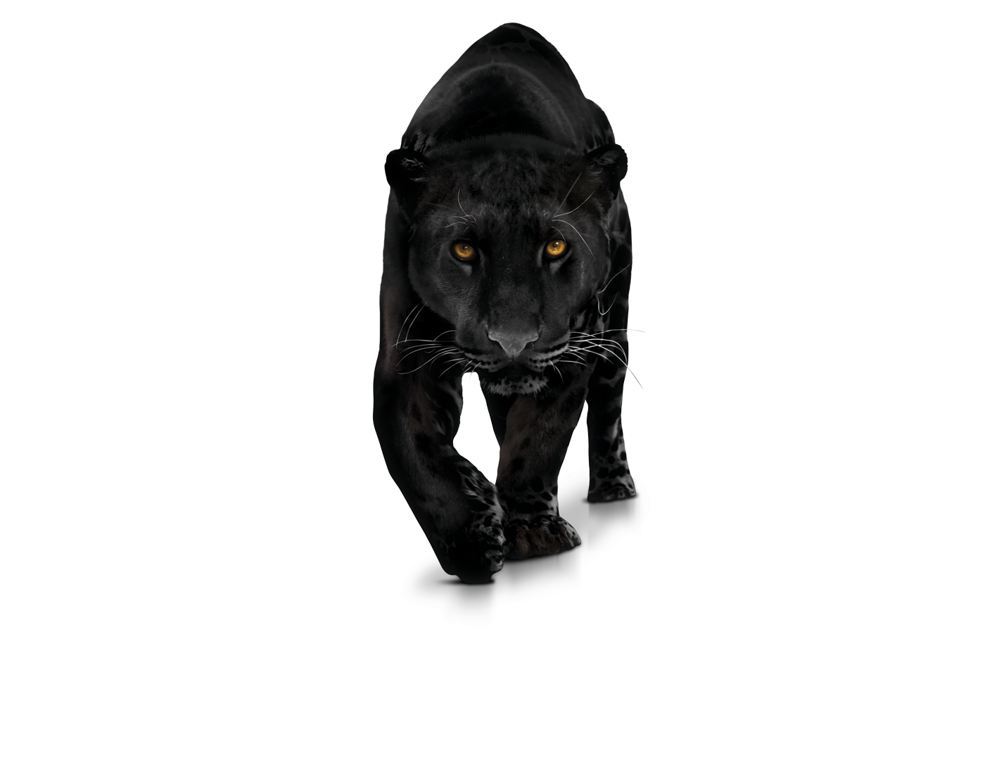 Leopard Black Panther Free Transparent Image HD Transparent PNG Image