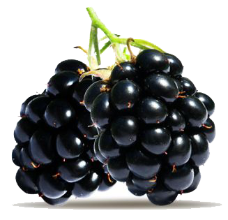 Blackberry Fruit Picture Transparent PNG Image