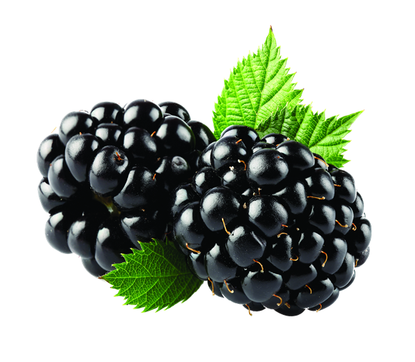 Blackberry Fruit Png Image Transparent PNG Image