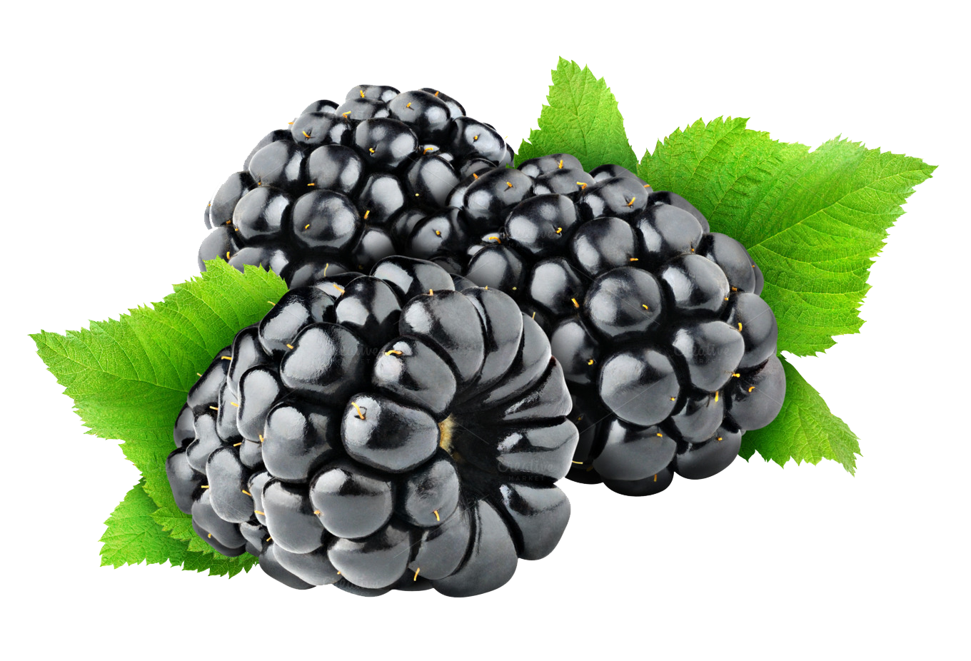 Blackberry Fruit Free Png Image Transparent PNG Image