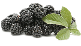 Blackberry Fruit Png Picture Transparent PNG Image