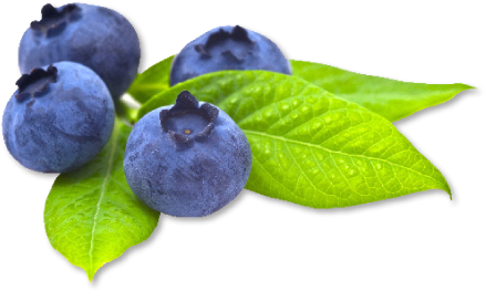 Blueberry Transparent Picture Transparent PNG Image