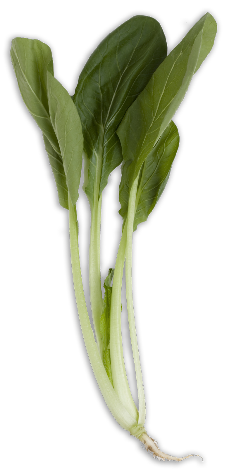 Bok Choy Transparent Transparent PNG Image