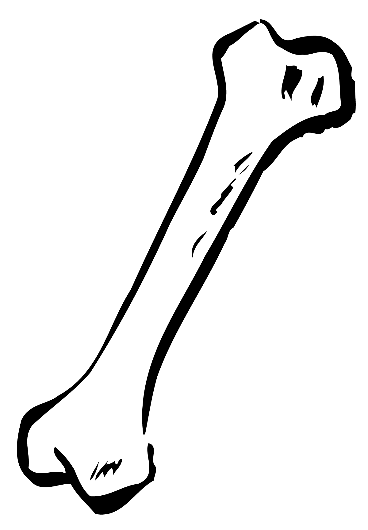 Bone Free Png Image Transparent PNG Image