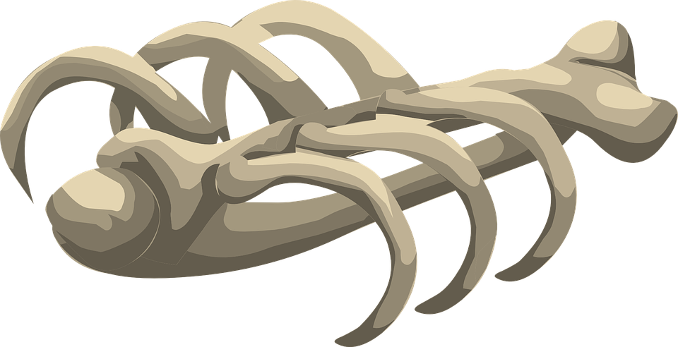 Bones Free Download Transparent PNG Image