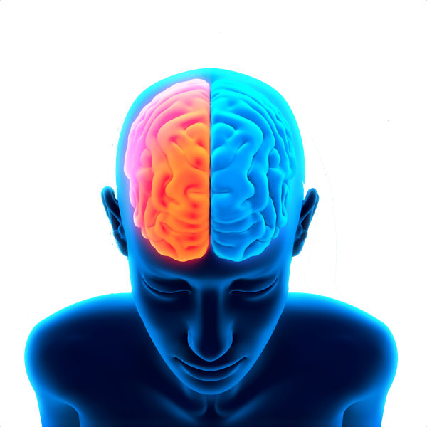 Brain Free Png Image Transparent PNG Image