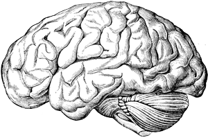 Brain Transparent Transparent PNG Image