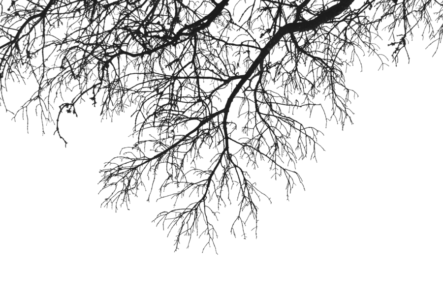 Branch Download Png Transparent PNG Image