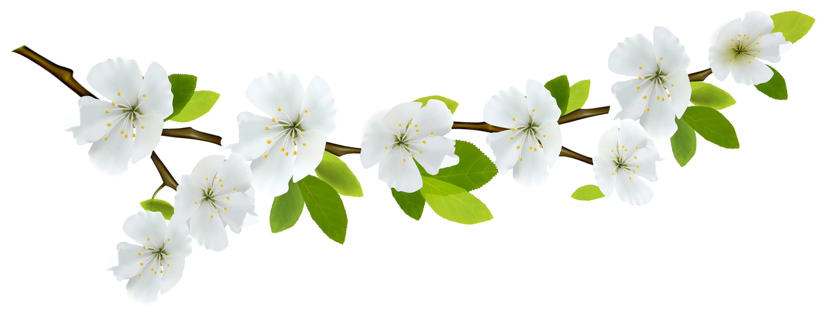 Branch Picture Transparent PNG Image