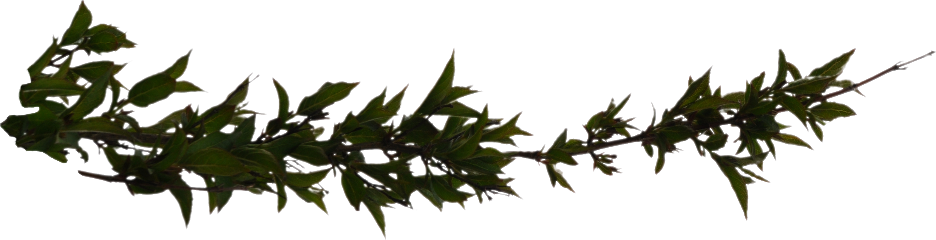 Branch Png Hd Transparent PNG Image