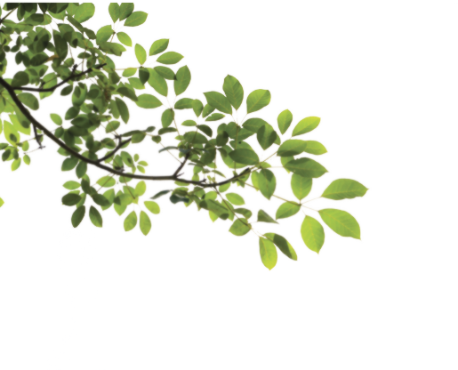 Branch Png Transparent PNG Image