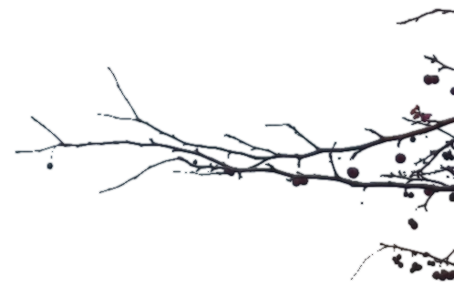 Branch Transparent Transparent PNG Image