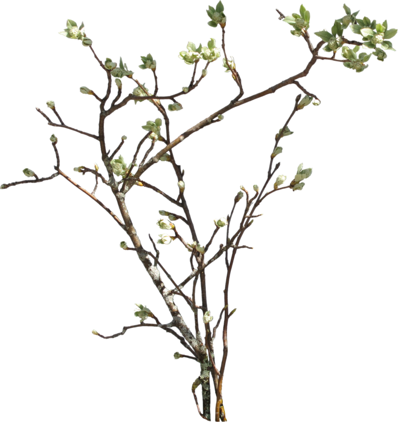 Branch Png Picture Transparent PNG Image