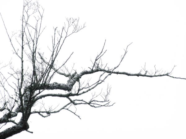 Branch Png Clipart Transparent PNG Image