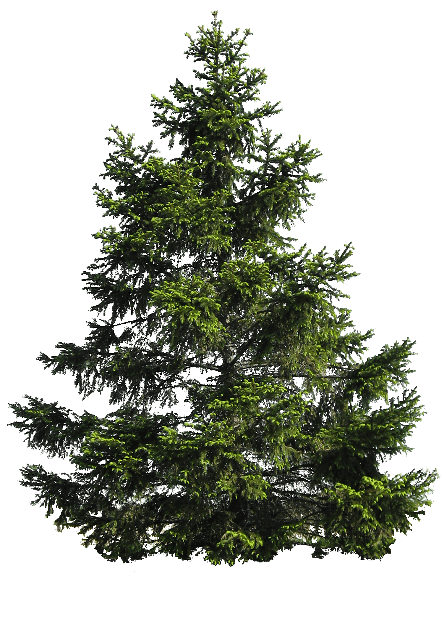 Fir Noble Evergreen Family Tree Pine Transparent PNG Image