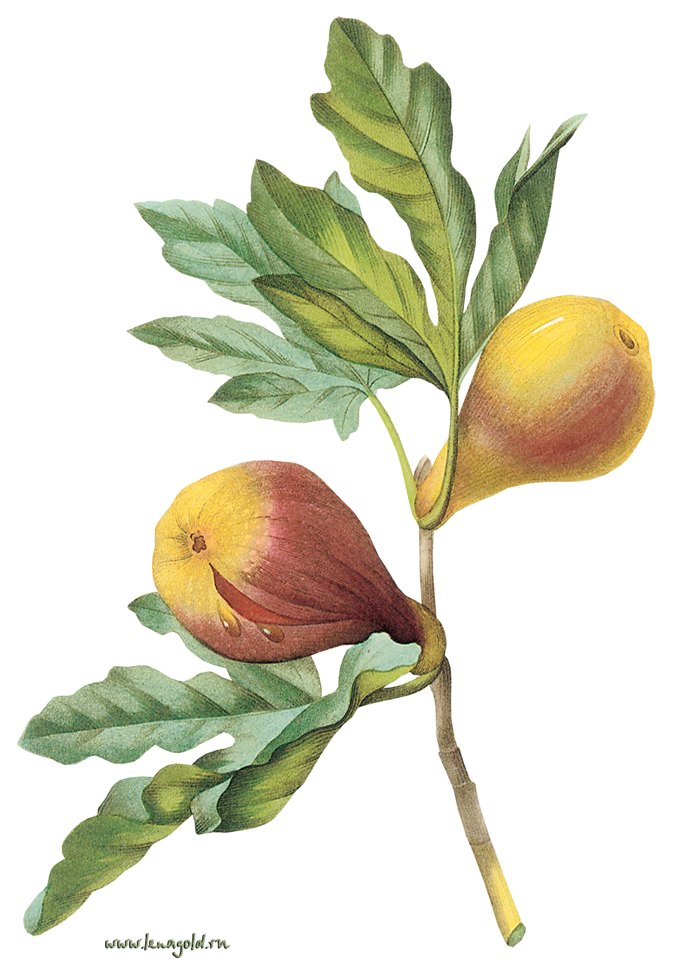 Plant Flower Tree Fruit Common Fig Transparent PNG Image