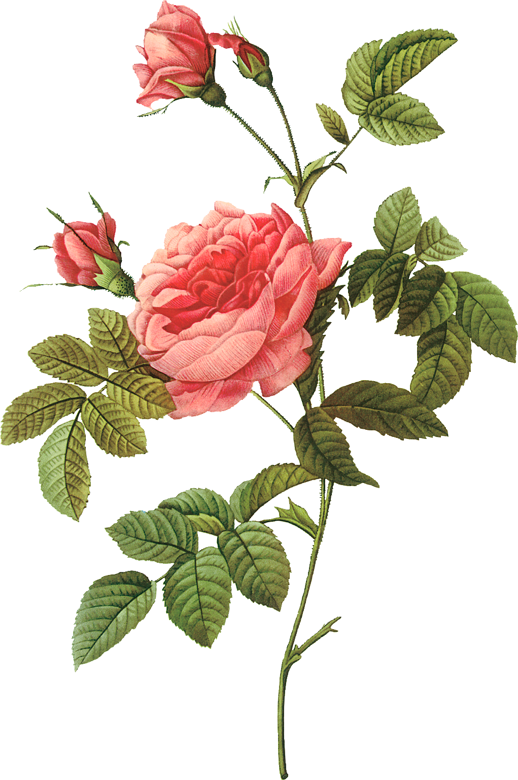 Pink 17591840 Plant Rose Pierrejoseph Redoutxe9 Painter Transparent PNG Image