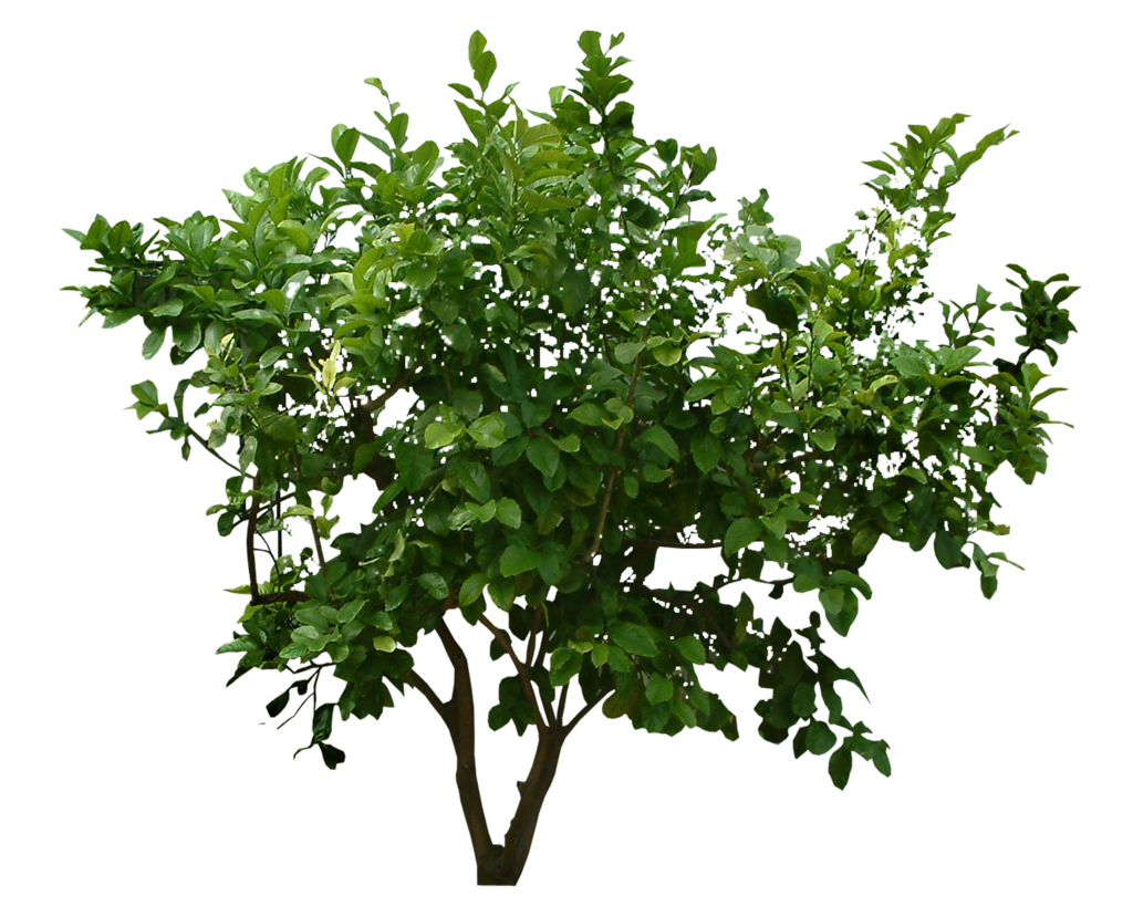 Leaf Plant Tree Shrub PNG Image High Quality Transparent PNG Image