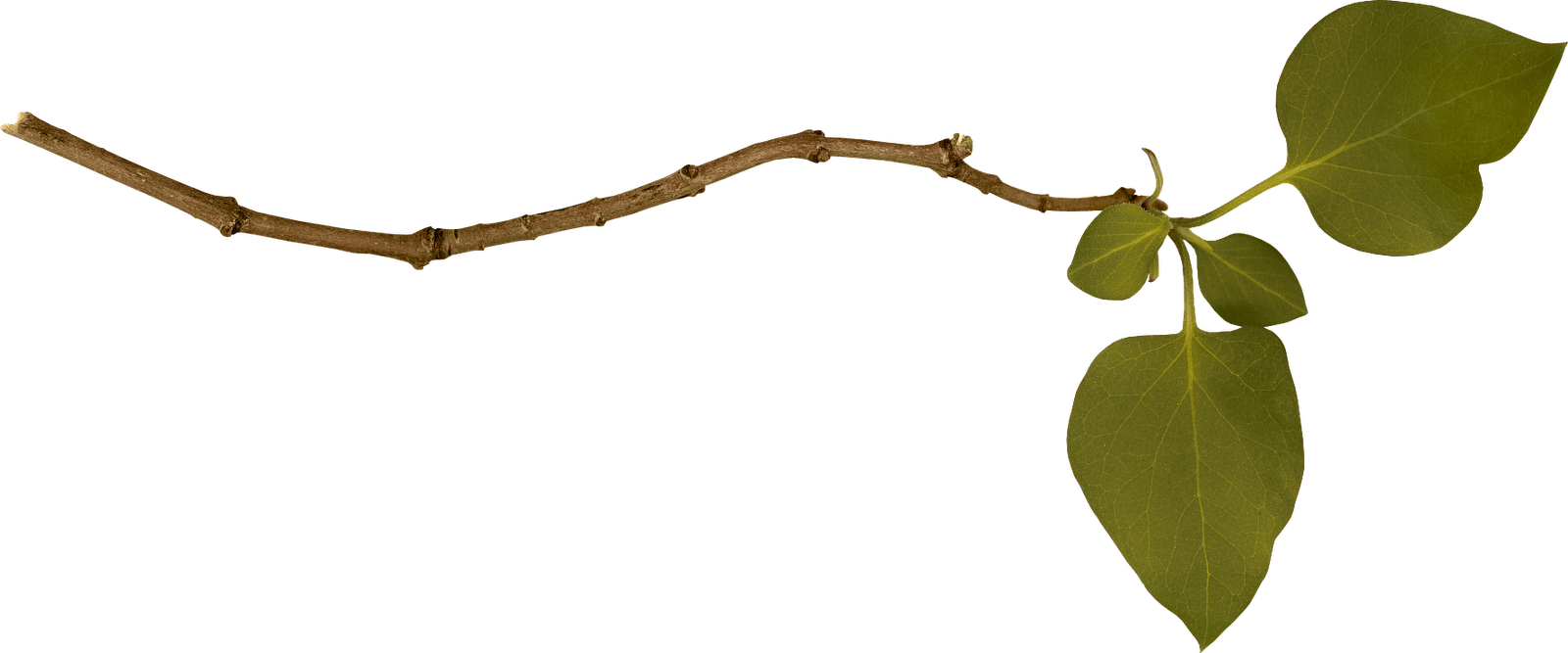 Branch Png Image Transparent PNG Image