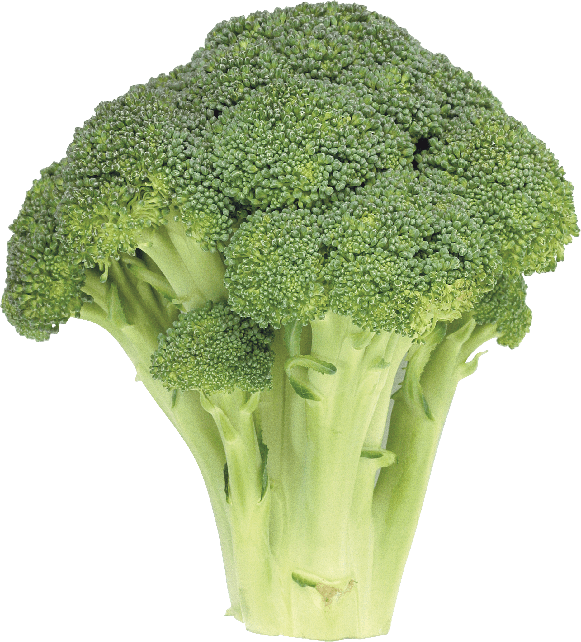 Broccoli Png Image Transparent PNG Image