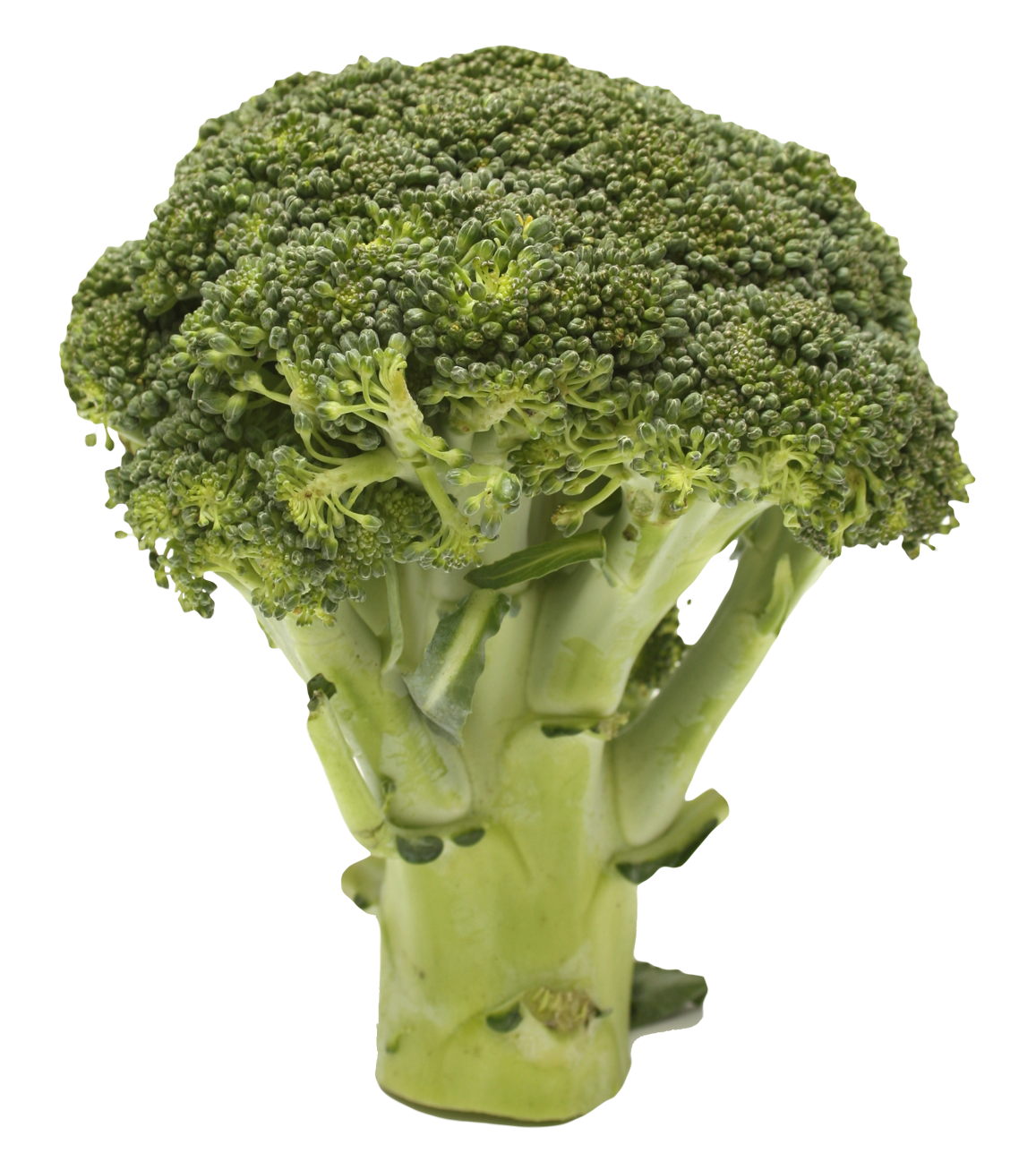 Broccoli Transparent Image Transparent PNG Image